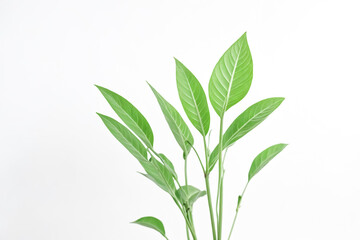 Fototapeta premium Fresh Green Plant Leaves on White Background