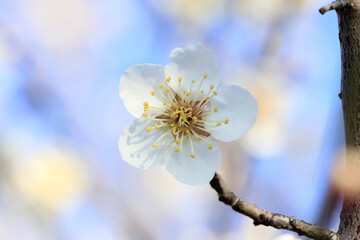 満開に咲く白梅の花
