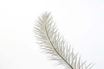 White Palm Leaf on a White Background