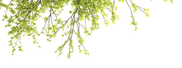 bamboo leaves isolated on white background