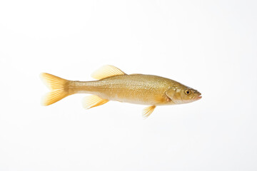 Fototapeta premium Freshwater Fish on White Background