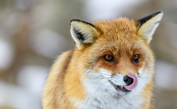 close up of red fox licking its nose with its tongue - Powered by Adobe