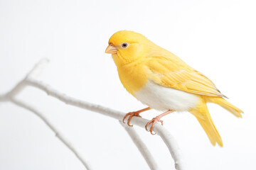 Yellow and White Bird Perched on a Branch