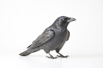 Obraz premium Black crow isolated on white background