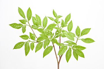 Obraz premium Green Leaves Branch on White Background
