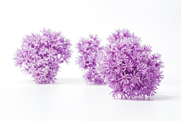 Two Purple Allium Flowers on White Background