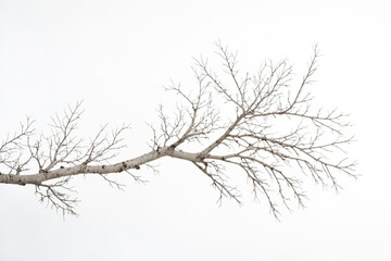 Bare Tree Branch Against a Snowy Forest Background