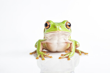 Green Tree Frog on White Background