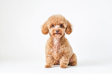 Adorable Toy Poodle Puppy Sitting on White Background