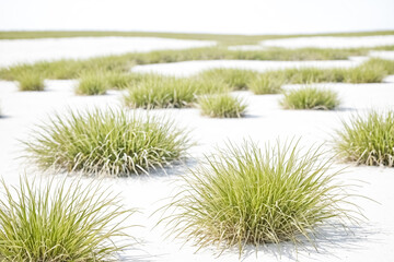 Green grass clumps on white sand - Powered by Adobe