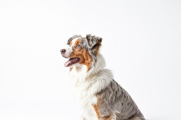 Fototapeta premium Australian Shepherd Dog Sitting and Looking to the Right