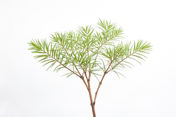 Green Branches with White Background