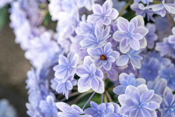 紫陽花とてんとう虫
