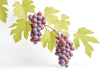Fototapeta premium Fresh Red Grapes with Vine Leaves