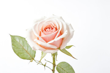 Delicate Pink Rose Isolated on White