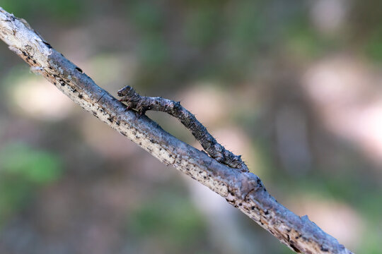 シャクトリムシ