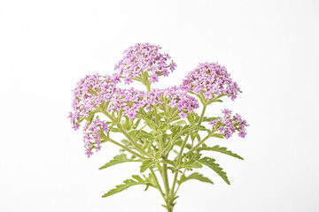 Pink Verbena Flower Isolated on White Background