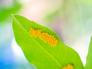 テントウムシの卵