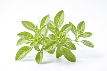 Obraz premium Green Plant Leaves on White Background