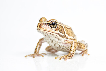 Obraz premium Close-up of a small frog on a white background
