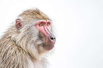 Fototapeta premium Close-up portrait of a baboon with a white background