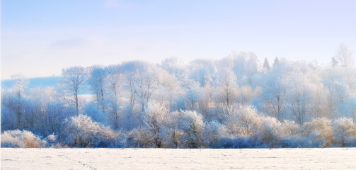 Snow, trees and landscape with forest, winter or wallpaper for Denmark nature background....