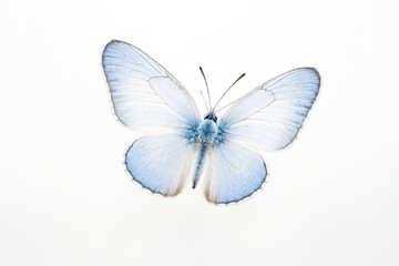 Blue and White Butterfly on White Background
