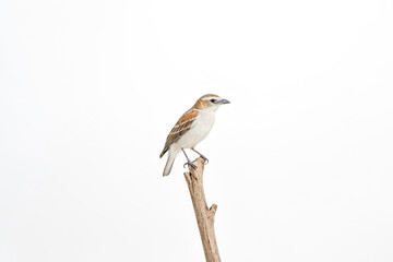 Small Bird Perched on Branch