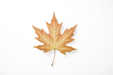 Single Maple Leaf on White Background
