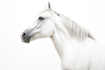 Obraz premium Majestic White Horse in Profile