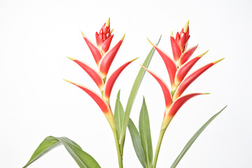 Two Red Heliconia Flowers with Green Leaves on White Background