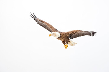 Obraz premium Majestic Bald Eagle in Flight
