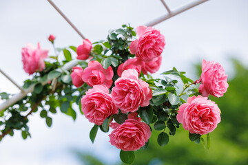Pink roses on the arch