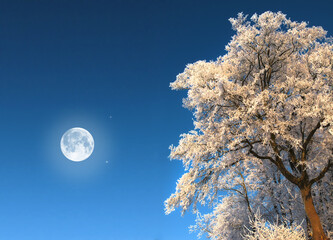 Snow, tree and moon with scenic, winter or wallpaper for Denmark nature background. Environment,...
