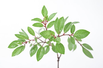 Green leaves on a white background