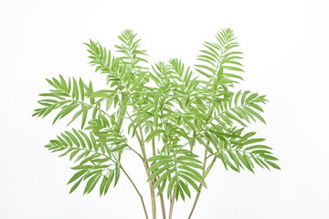 Green palm leaves isolated on white background