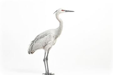 Obraz premium White Heron Standing on White Background