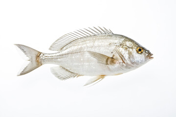 Fototapeta premium White Seabream Fish Isolated on White Background