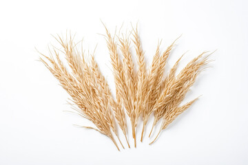 Fototapeta premium Dry Wheat Stalks
