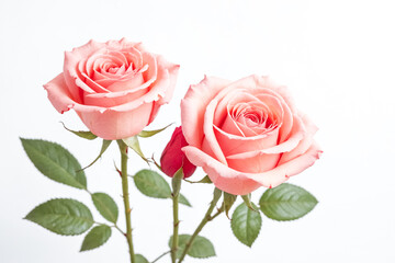 Obraz premium Pink roses with green leaves on white background