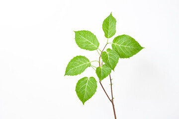 Green Leaves on a Branch