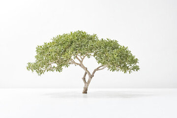 Obraz premium Small Tree on White Background