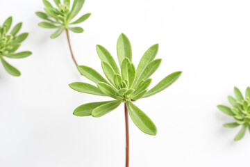 Green Succulent Plant on White Background