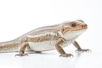 Naklejka premium Lizard on a White Background