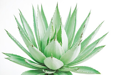 Agave Macroacantha, Black Spined Agave Plant Isolated on White Background