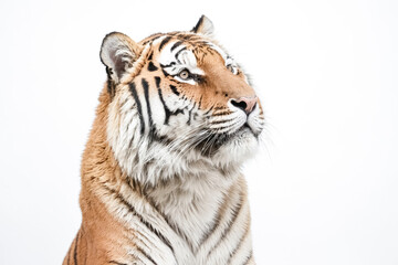 Fototapeta premium Close-up of a Tiger's Face