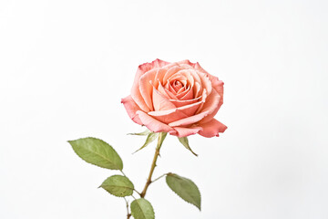 Fototapeta premium Single Peach Rose on White Background