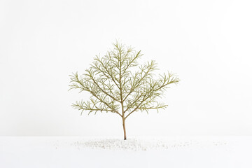 Obraz premium Small Tree on White Background