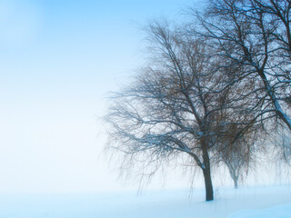 Fototapeta premium Tree, winter and fog in nature with landscape for clean energy, environmental or climate change. Eco friendly, countryside and natural with mist or no leaves, ecology and sustainability with snow