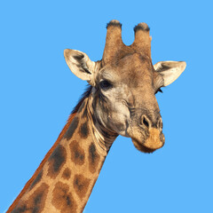 Giraffe, closeup and blue sky in Africa for nature, wild life and earth in game land with long neck and sustainability. Indigenous animal, outdoor and safari in savanna for National Park conservation